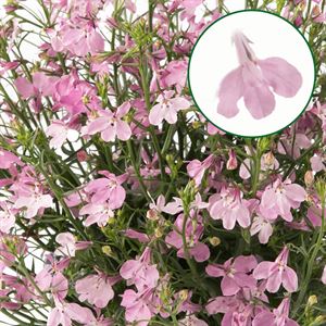 Afbeelding van Lobelia P12 Pink